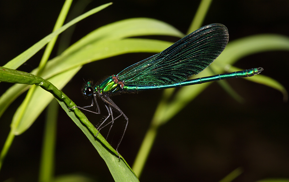 libellula