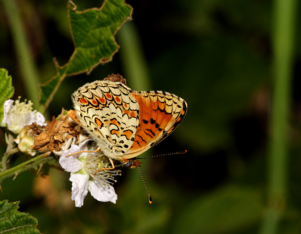 farfalla colorata