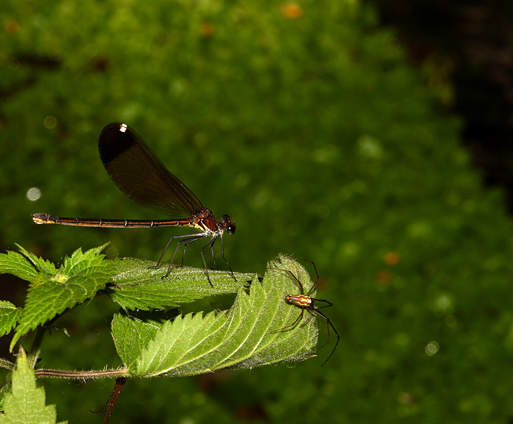 libellula e ragno