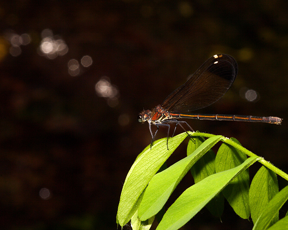 libellula rossastra