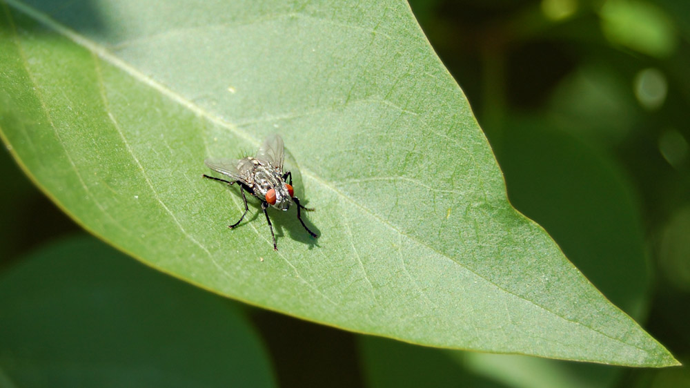 mosca