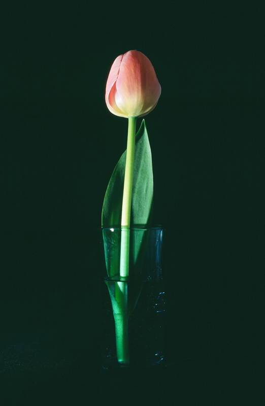 tulipano in piedi