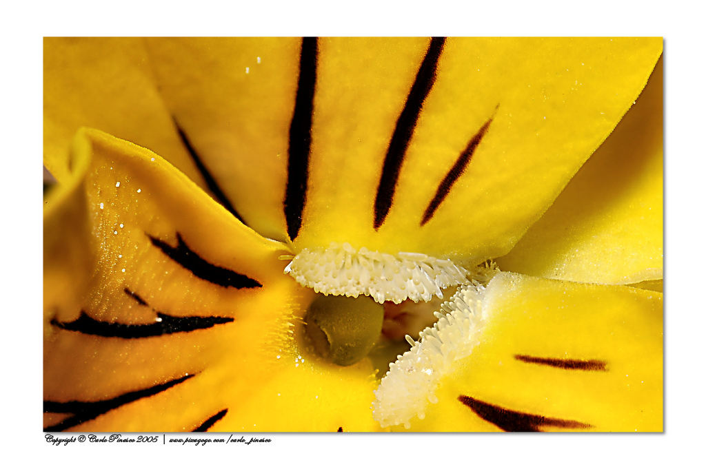 Interno di piccolo fiore 2
