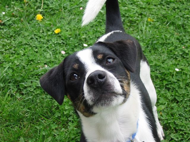 bilbo