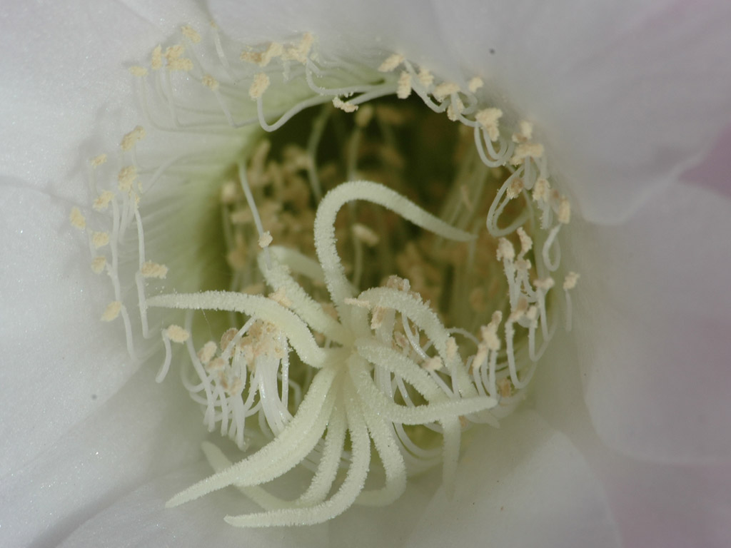 fiore macro