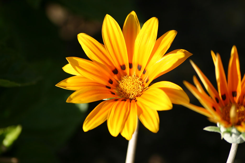 Fiore Giallo