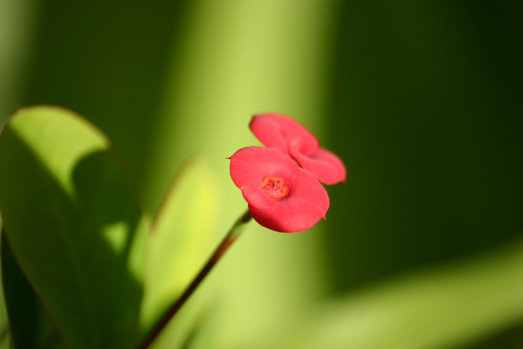 Fiore Rosso