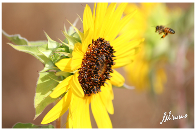 girasole