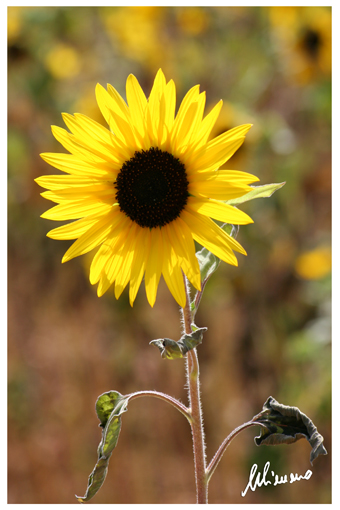 girasole
