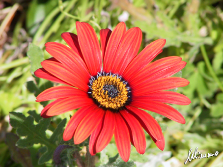 fiore