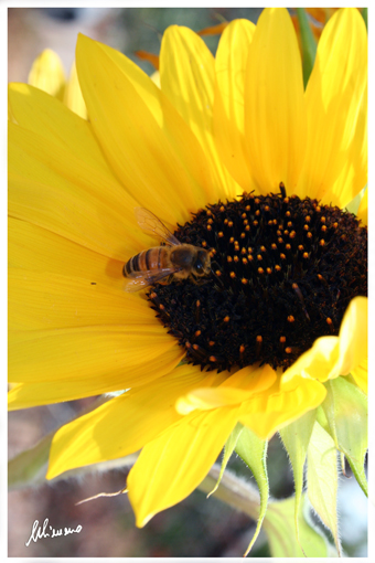 girasole ape