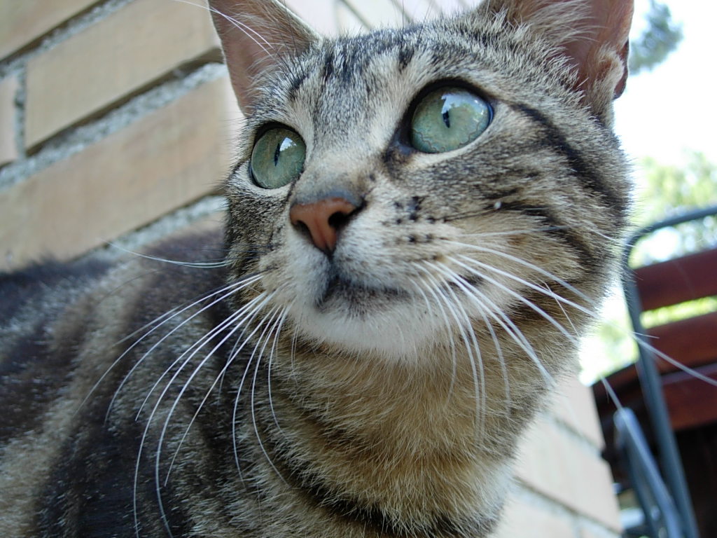 Killer