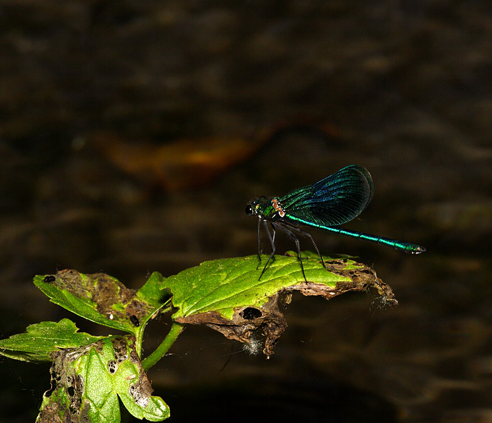 Libellula