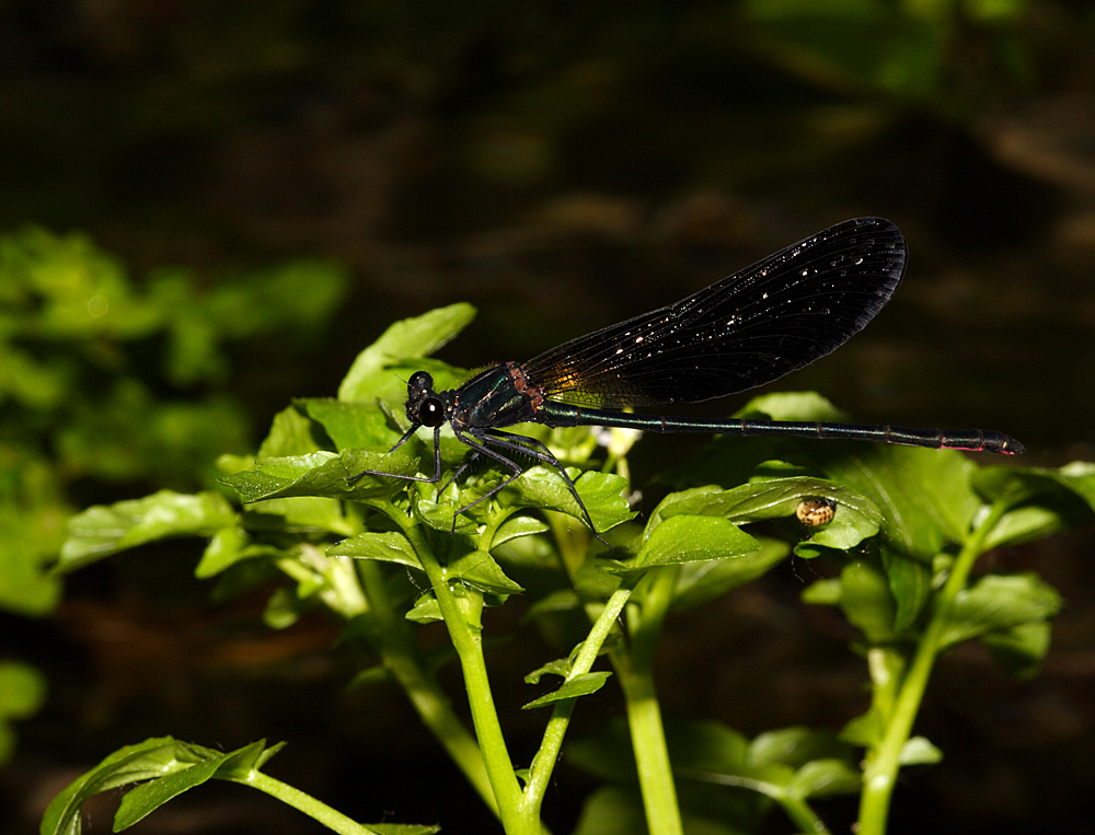 libellula1