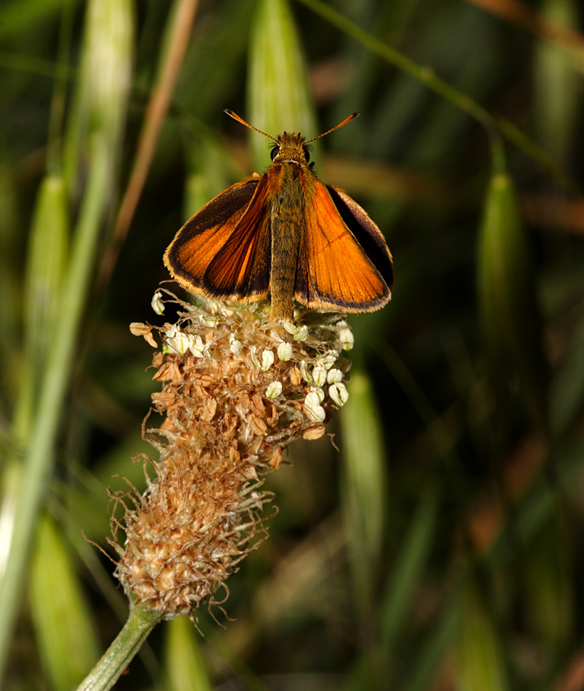 Esperia venata