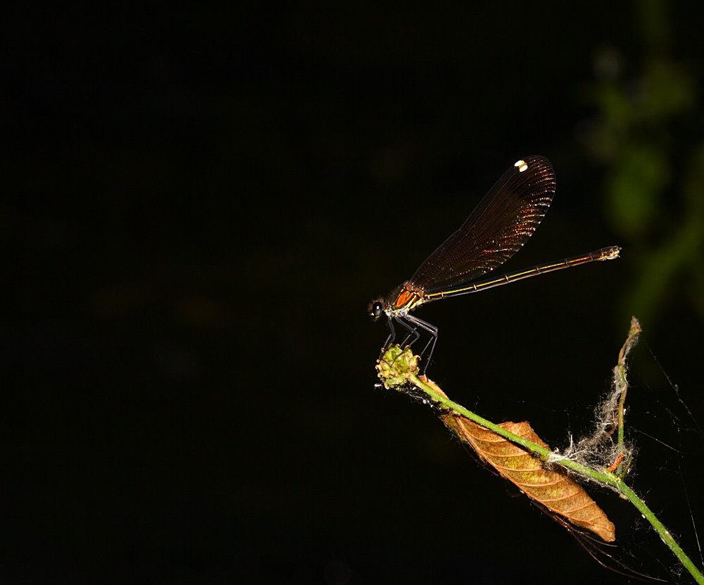libellula4