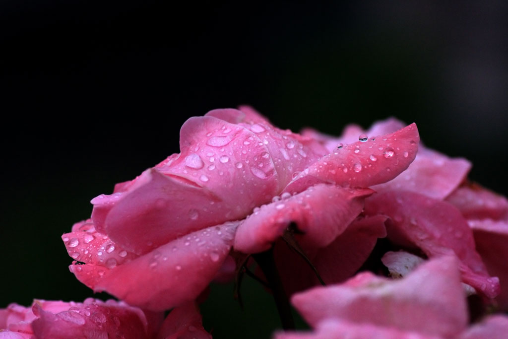 gocce sul fiore