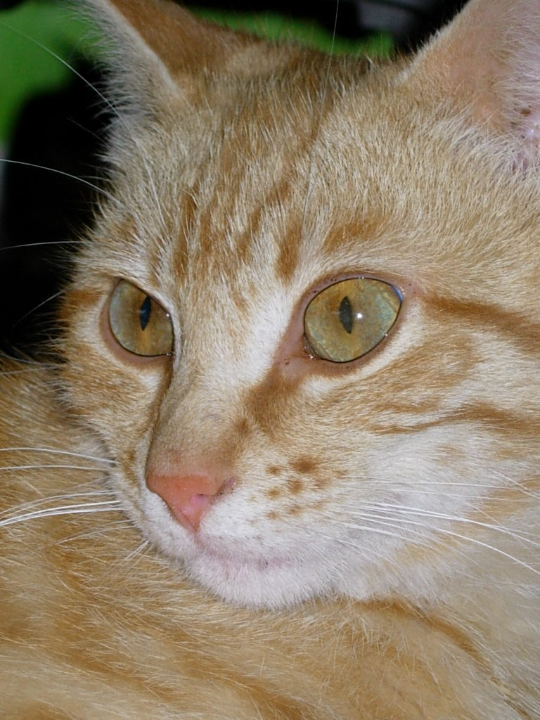 gattino