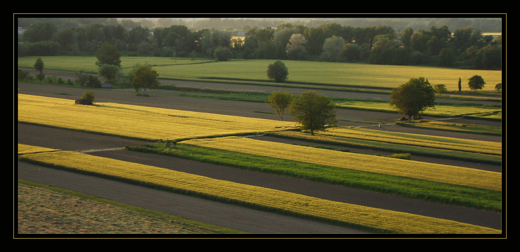 Campi al tramonto