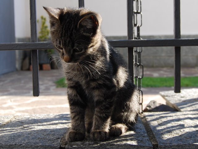 Miaooooooooo
