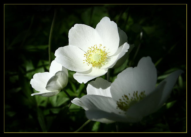 fiore