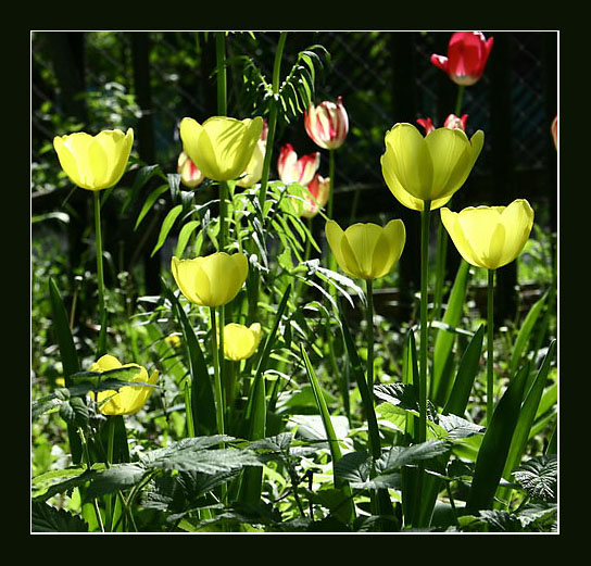 mio giardino