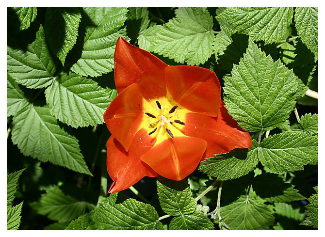 fiore