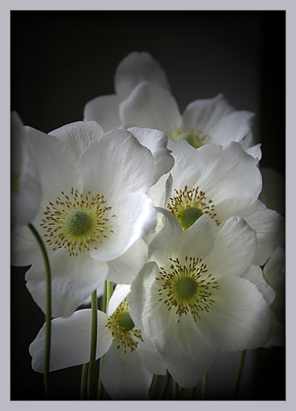 fiori