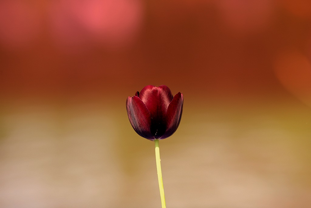 Tulipano sognante