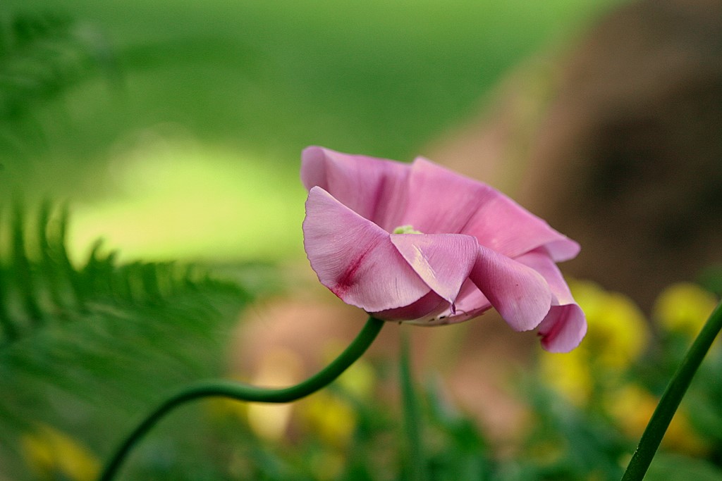 Tulipano morente