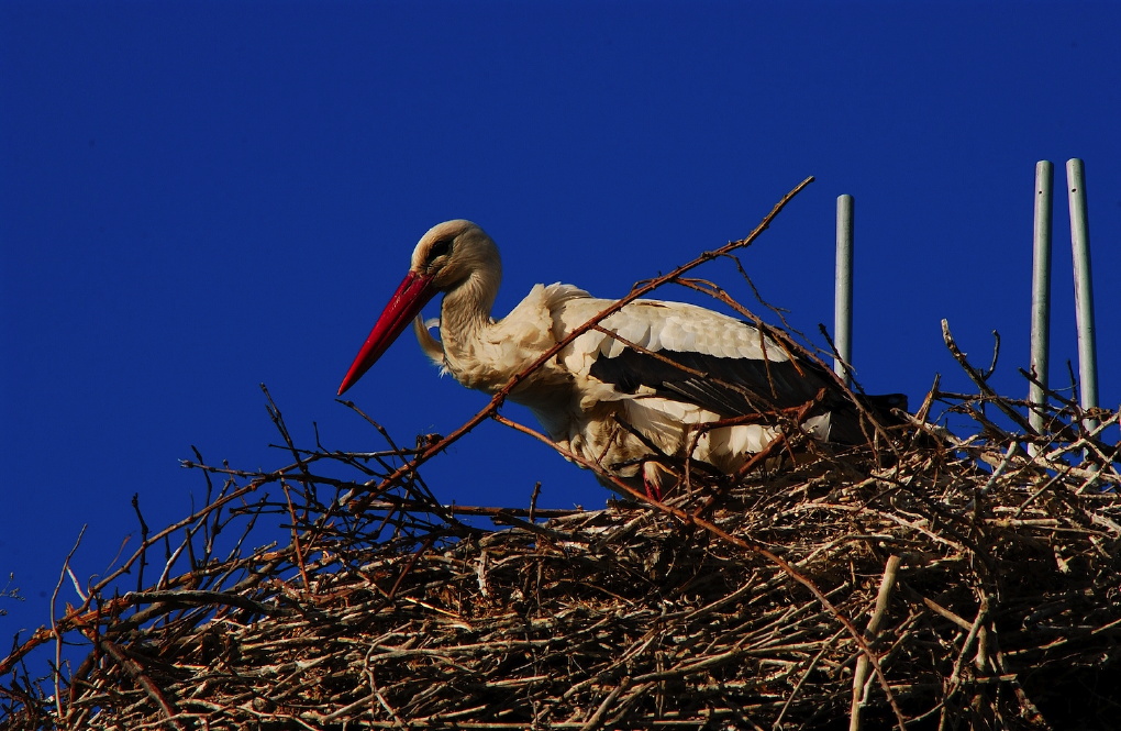 Cicogna