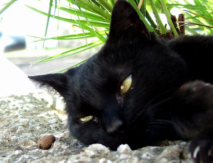 Nerina