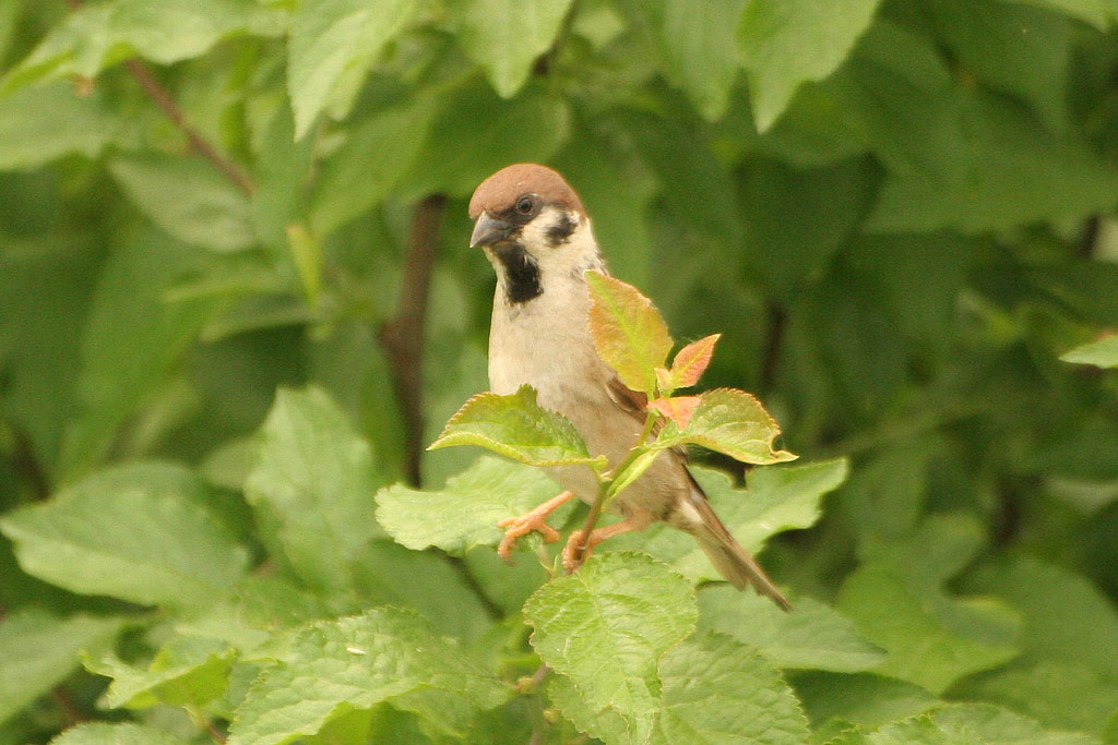 passero