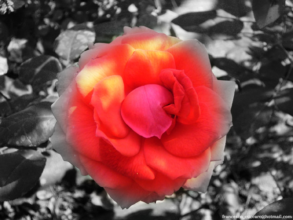 Fiore desaturato