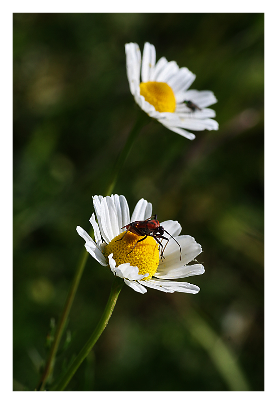 Matricaria recutita L. #2