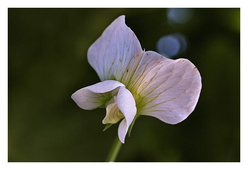 Pisum Sativum