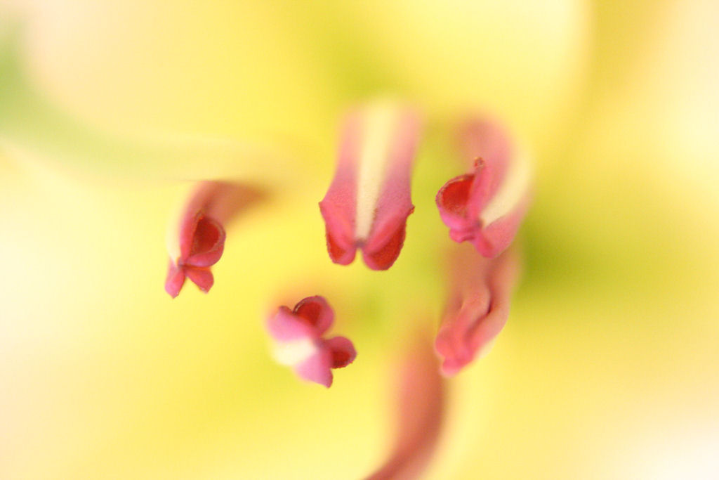 macro1