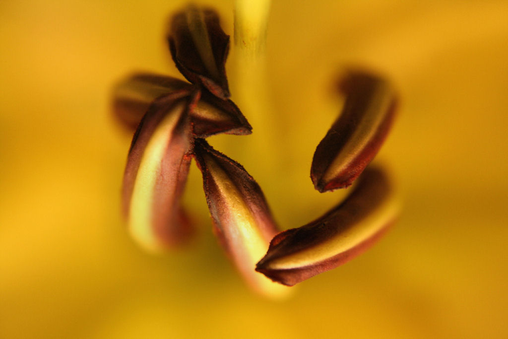 macro2