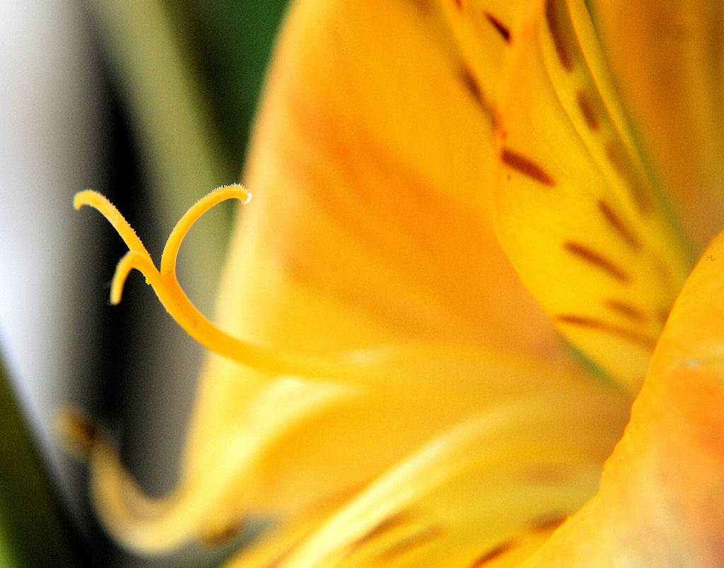 macro3