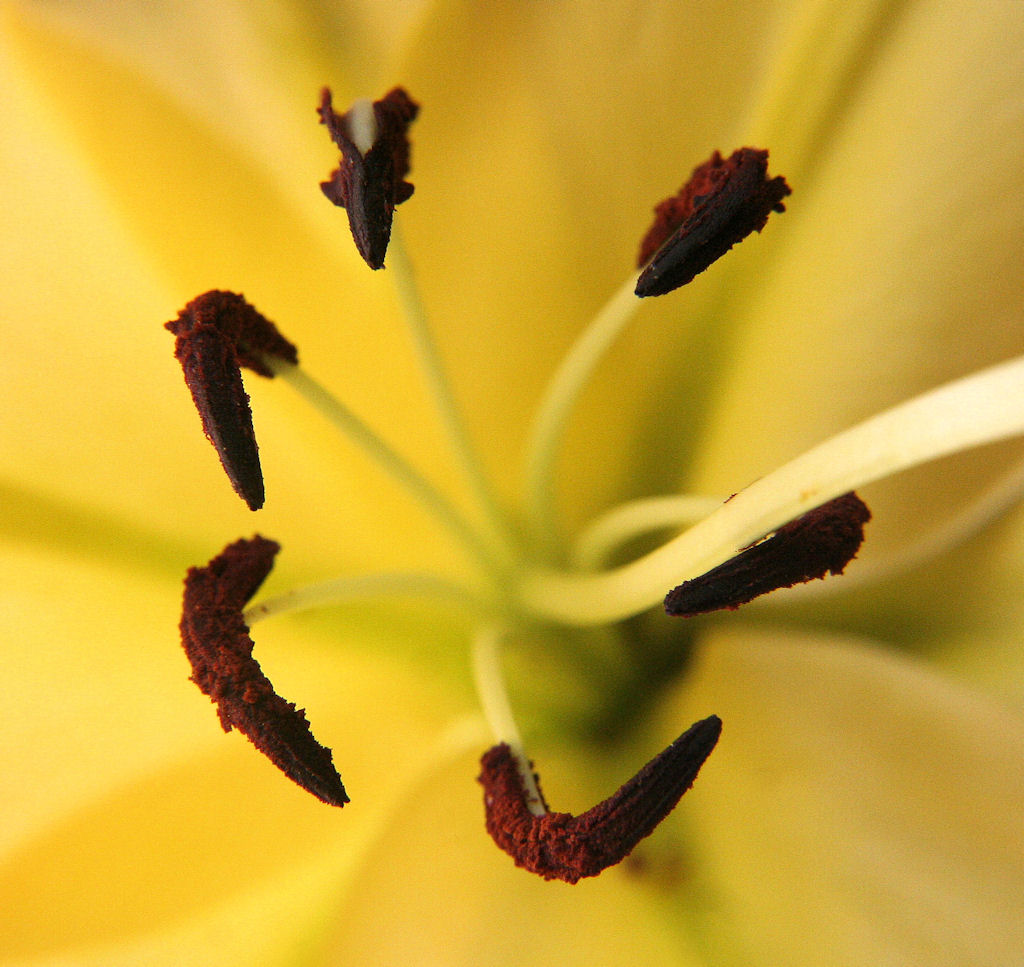macro4