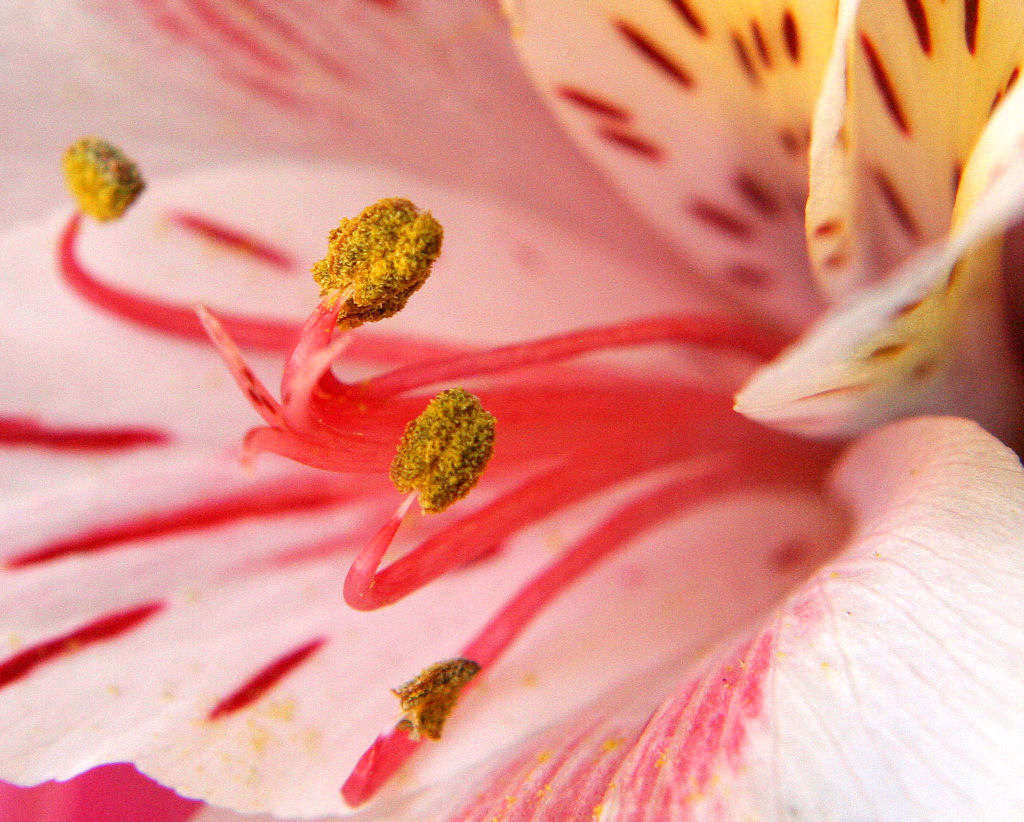 macro5