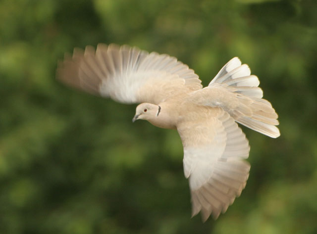 Colomba in volo