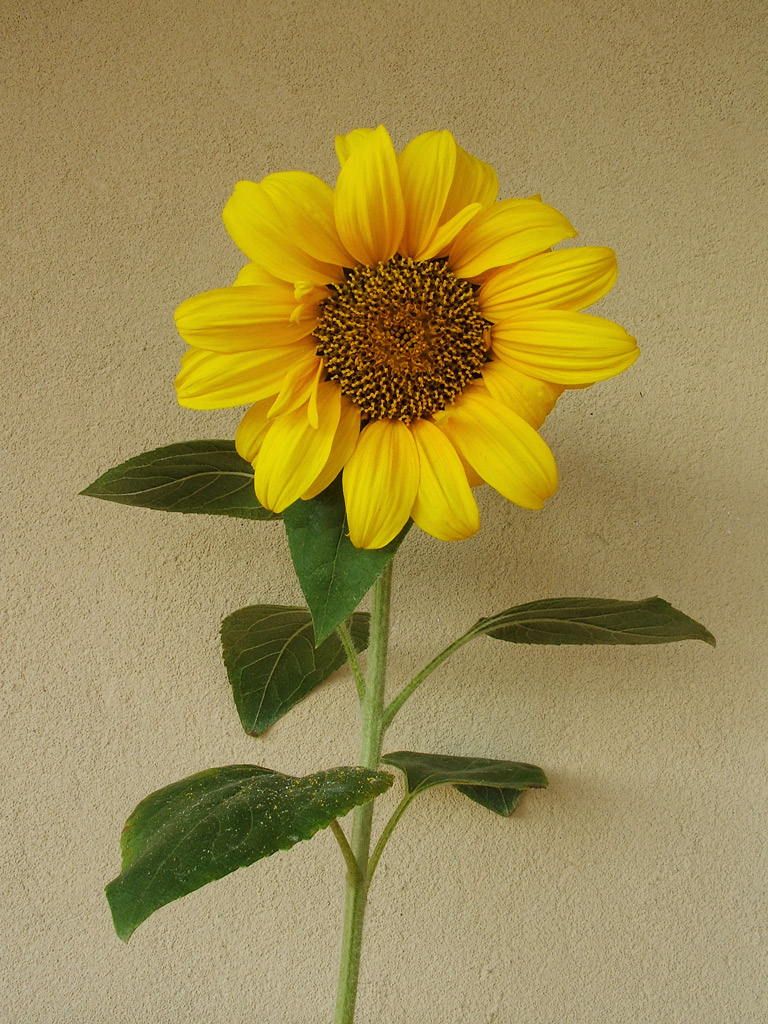 girasole