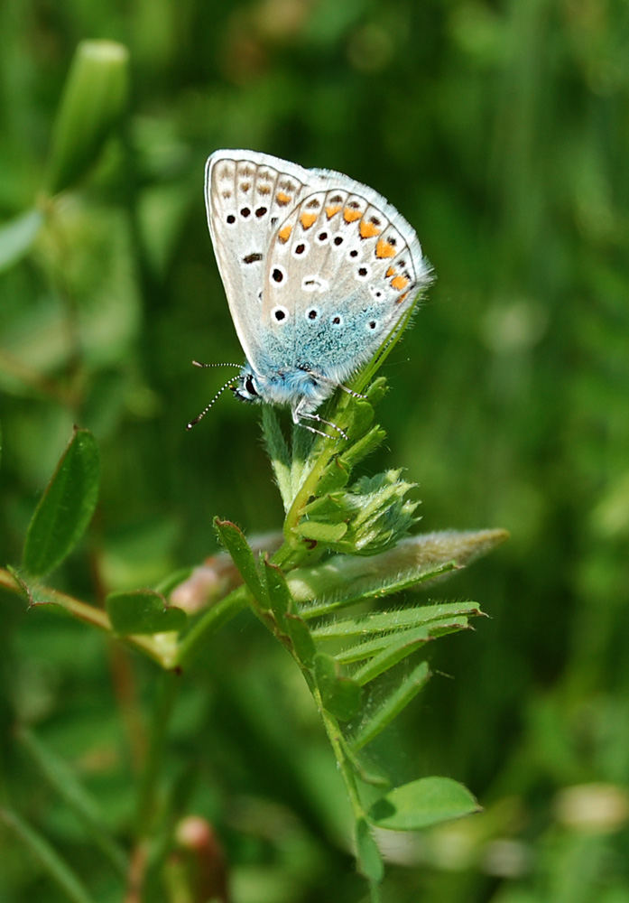 Polyommatus Damon