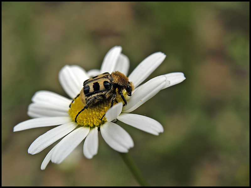 Maggiolino peloso