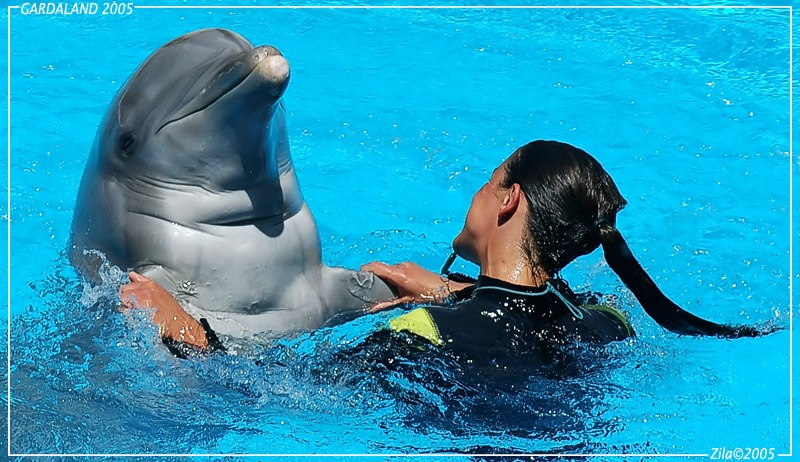 delfino ..primo piano ( crop )