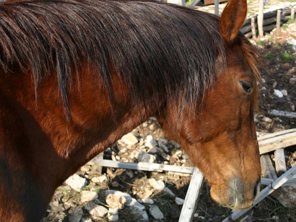 Horse