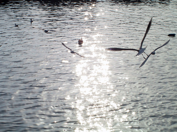 in volo