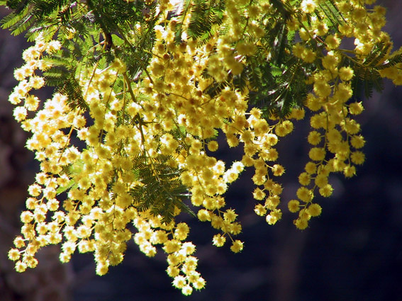 mimosa