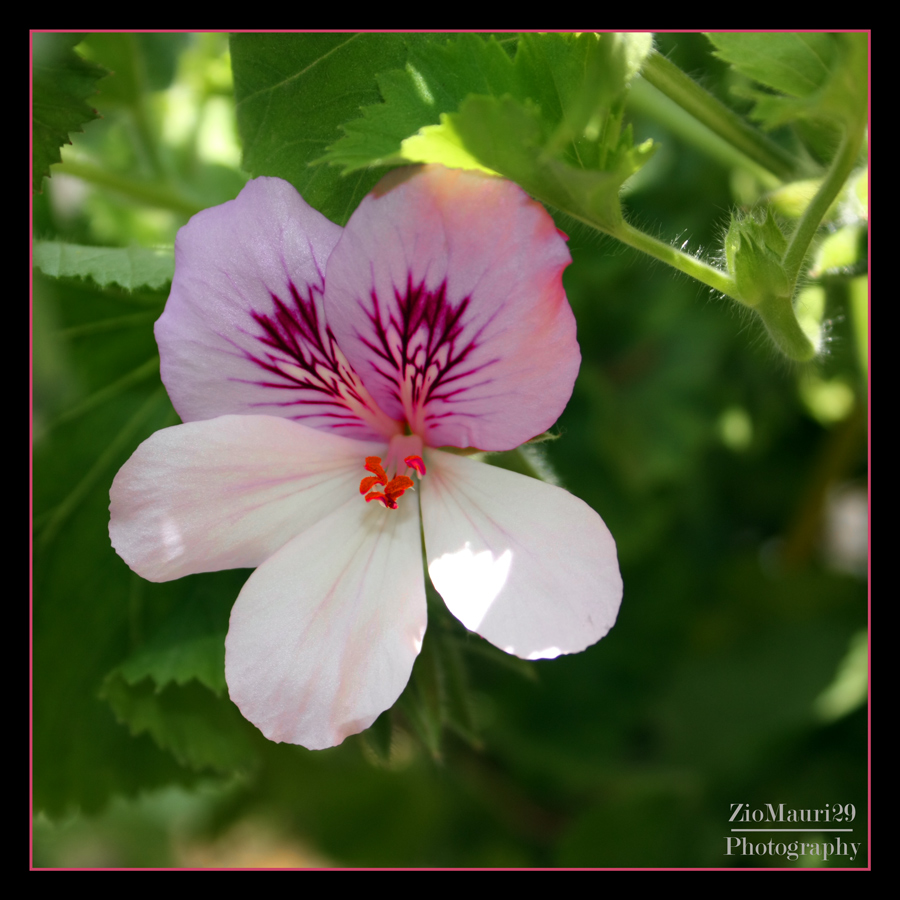 ..Macchia Rosa..